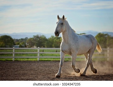 Grey Percheron Horse