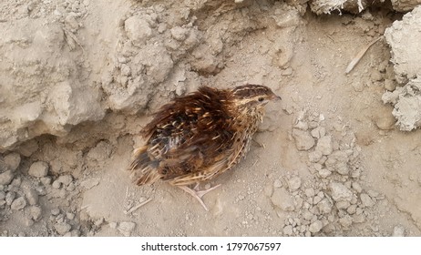 Grey Perdicinae Francolin Bird On Fullers Earth