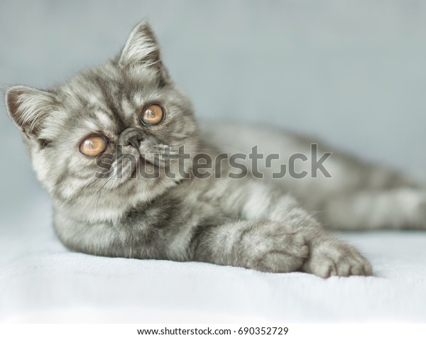 Grey Persian Short Hair Cat Stock Photo Edit Now 690352729