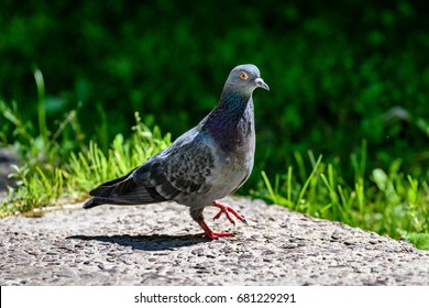 pigeon pidgin