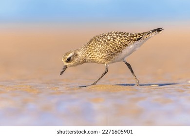 Grey plover or black-bellied plover (Pluvialis squatarola) is a lwader bird breeding in Arctic regions. It is a long-distance migrant, with a nearly worldwide coastal distribution when not breeding. 