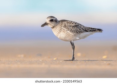Grey plover or black-bellied plover (Pluvialis squatarola) is a lwader bird breeding in Arctic regions. It is a long-distance migrant, with a nearly worldwide coastal distribution when not breeding.
