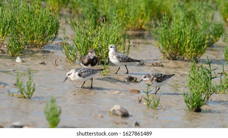 Grey Plover On Wetlands Of Rye Harbour NAture Reserve, East Sussex, UK.