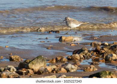 Grey Plover Taken At The Isle Of Sheppey