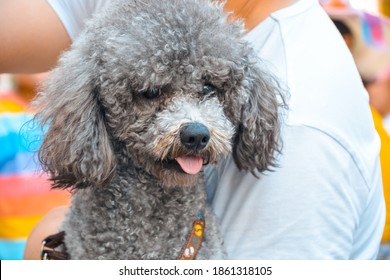 grey toy poodle