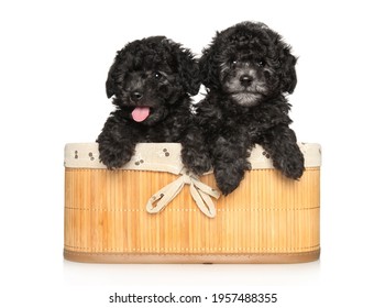 grey toy poodle