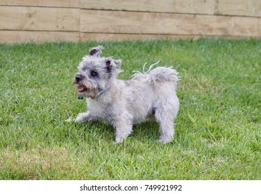 Grey Puppy Dog Playing Stance