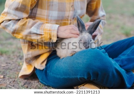 Grey rabbit with dark gray or black ear setting  sitting on woman lap looking at camera at backyard.