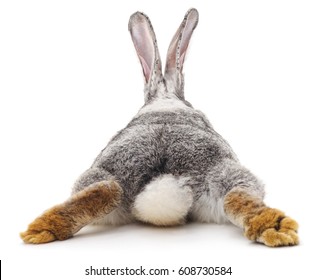 Grey rabbit isolated on a white background. - Powered by Shutterstock