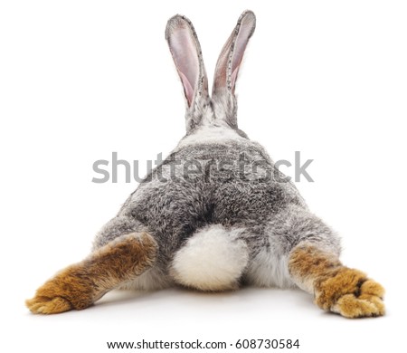 Grey rabbit isolated on a white background.