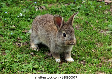 Grey Rabbit On Green Grass Stock Photo 610900079 | Shutterstock