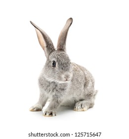 Grey Rabbit On A White Background