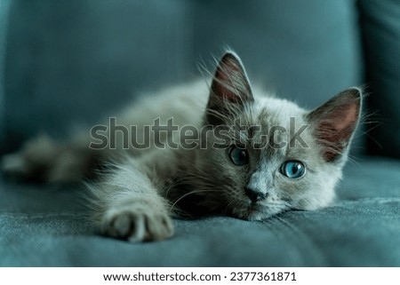 Grey rag doll kitten with blue eyes.