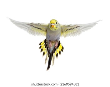 Grey Rainbow Budgeriar Bird Flying Wings Spread, Isolated On White 