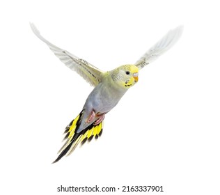 Grey Rainbow Budgerigar Bird Flying Wings Spread, Isolated On White 