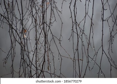 A grey rainy day in autumn, branches of the tree with raindrops, grey sad day, depression, funeral, sadness, leaf, season, gray and bare, catkin, crying in the rain 
  - Powered by Shutterstock