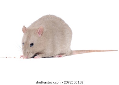 Grey Rat Eating Food Against White Background