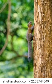 Grey Red Squirrel Climbing Tree Trunk Medium Close Up In Koh Yai Noi, Phuket, Thailand