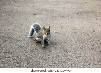 Grey Red Squirrel Moving On The Pavement Of A Park In London 