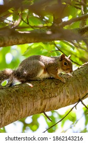 Grey Red Squirrel On Branch Of Tree, Green Background, Side View, Tail Curled