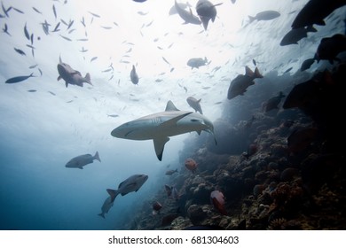  grey reef shark, carcharhinus amblyrhynchos,Beqa lagoon, Fiji