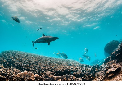 Grey Reef Shark swimming peacefully over beautiful coral reef in clear blue water