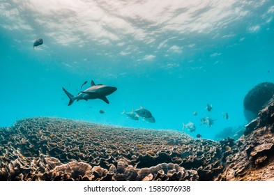 Grey Reef Shark swimming peacefully over beautiful coral reef in clear blue water
