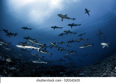 Grey Reef Sharks of Fakarava atol - French Polynesia