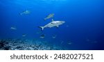 Grey Reef Sharks over Coral Reef - Wall of sharks in Fakarava