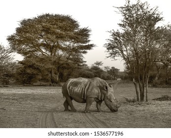 A Grey Rhino Graze The Namibian Desert Lands