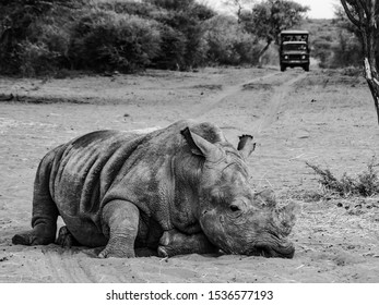 A Grey Rhino Resting After A Long Day