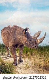 A Grey Rhino Standing In The African Desert