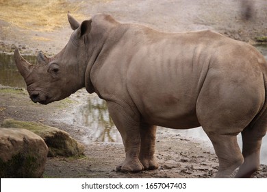 A Grey Rhino Standing On The Ground Next To The Water