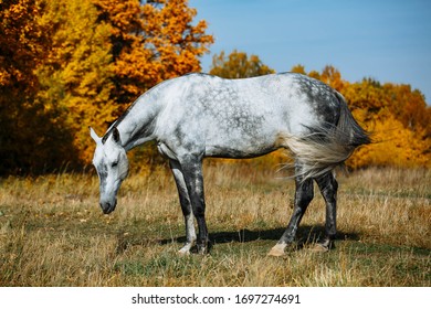 Grey  RHLD breed horse  standing in the field. Exterior photo, breed body type.