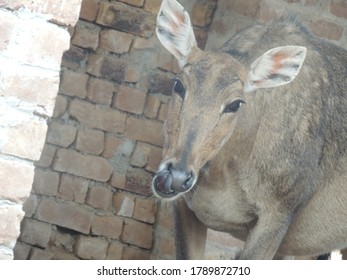 A Grey Roe Dear Tongue Over The Lips Around The Breaks 