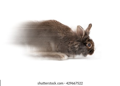 Grey Running Bunny Isolated On A White Background