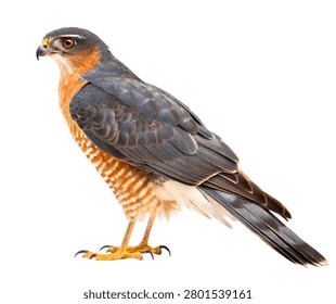 Grey and Rust Red-Tailed Hawk Perched Bird Isolated on White Background