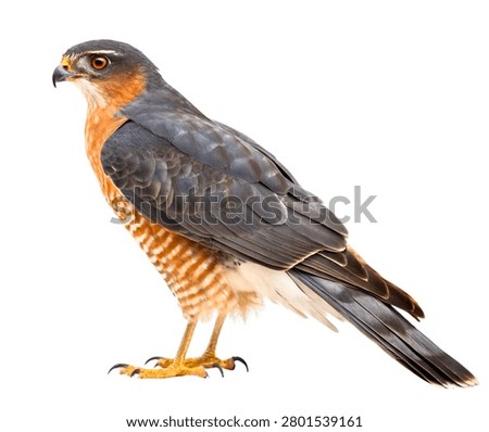Grey and Rust Red-Tailed Hawk Perched Bird Isolated on White Background