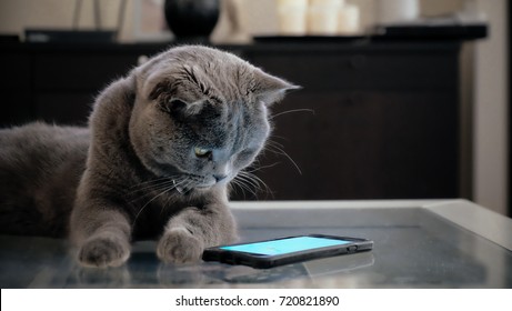 Grey Scottish Fold Cat Looking At A Smart Phone Screen