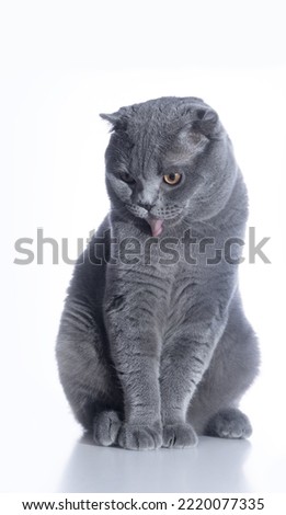 Similar – Image, Stock Photo cat wash Animal Pet Cat