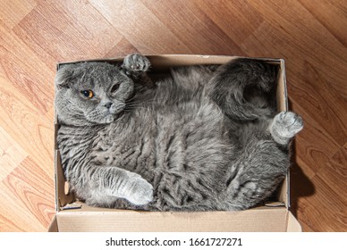 Grey Scottish fold cat sitting in shoe box. Cats are usually very curious andthey like to get into interesting places