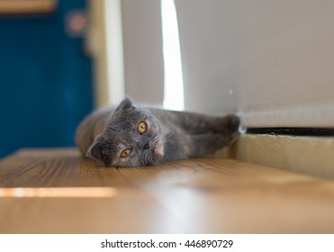 Grey Scottish Fold Sleeping On The Window Ledge At Cat Cafe