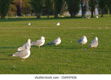 Grey Seagulls on a Green Lawn