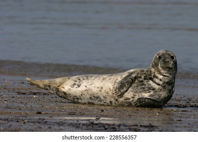 Grey Seal