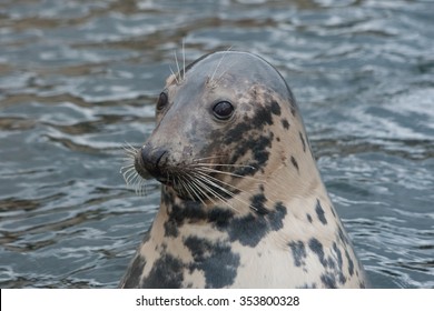 Grey Seal 