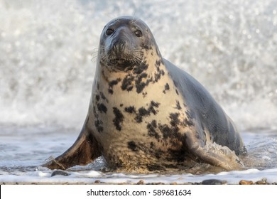 Grey Seal