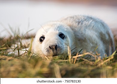 Grey Seal