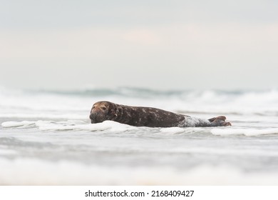 grey seal bull (halichoerus grypus)