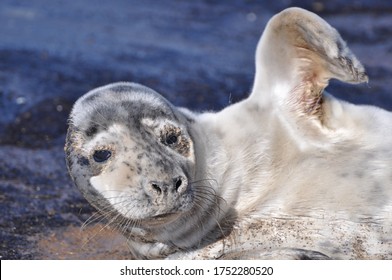 Grey Seal Cub At A Beach