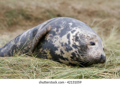 Grey Seal, Donna Nook, Uk